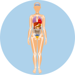 Body Functions 2