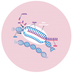 RNA & DNA