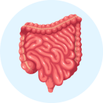 Gut Health