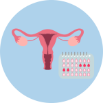 MENSTRUAL CYCLE