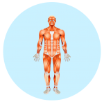 Muscular System