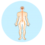 NERVE FUNCTION