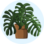 Plant 1