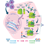 PROTEIN SYNTHESIS