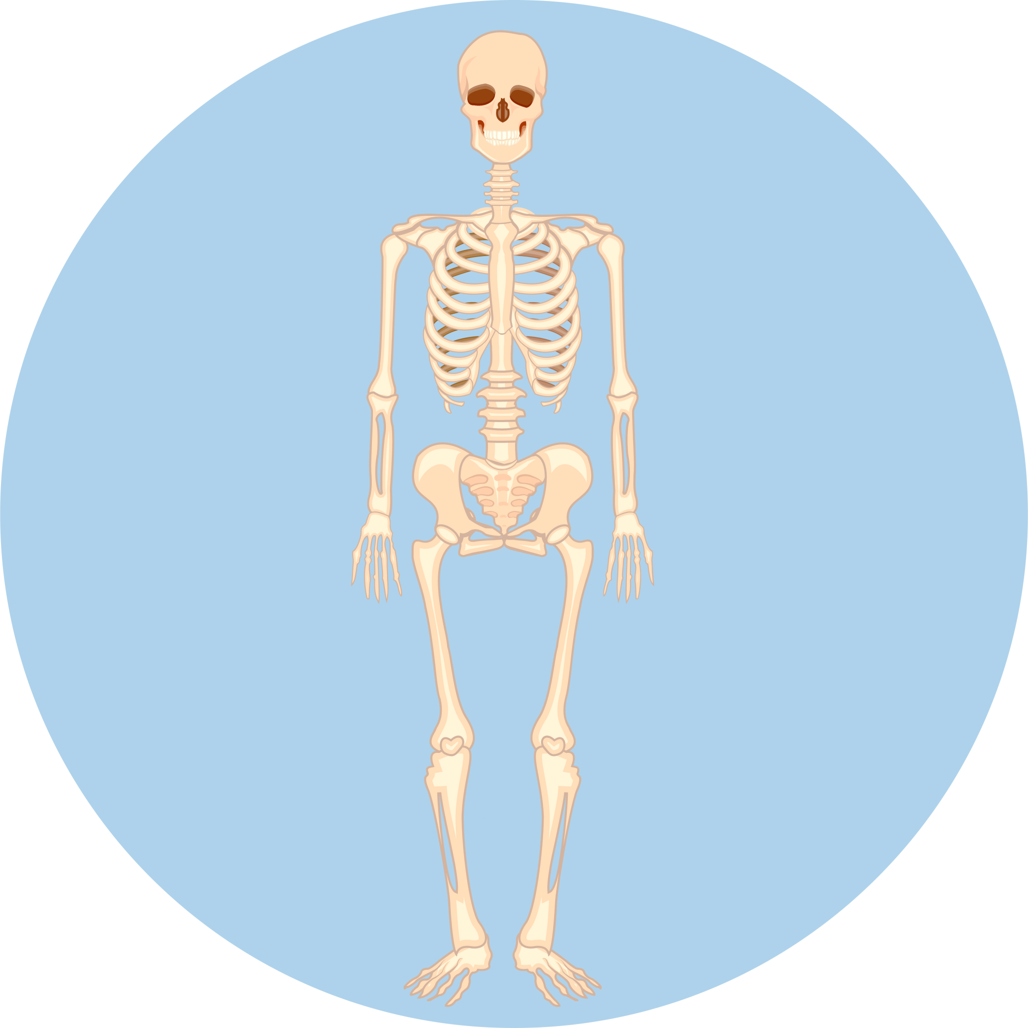 Skeletal System