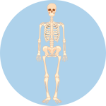 BONES