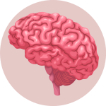 COGNITIVE FUNCTION