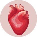 Your Heart