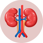 KIDNEYS