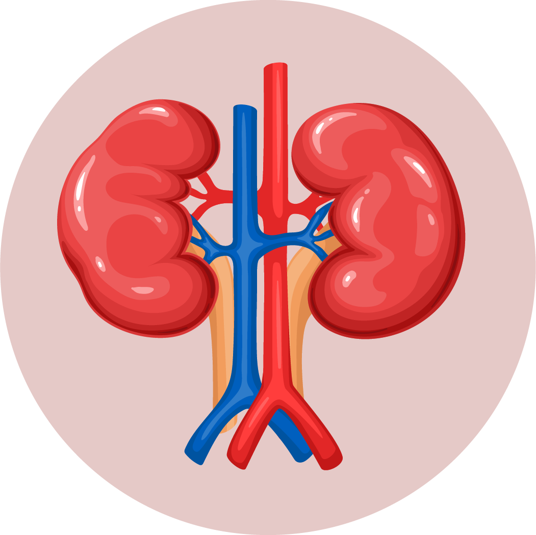 KIDNEYS