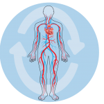 Circulatory System