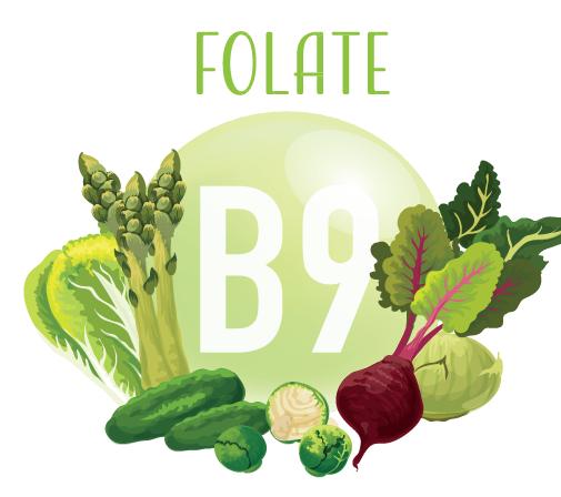 b9 , folic acid